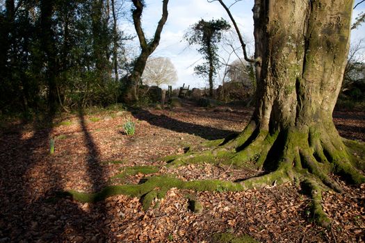 A beech tree with exposed roots on a leaf litter woodland floor.