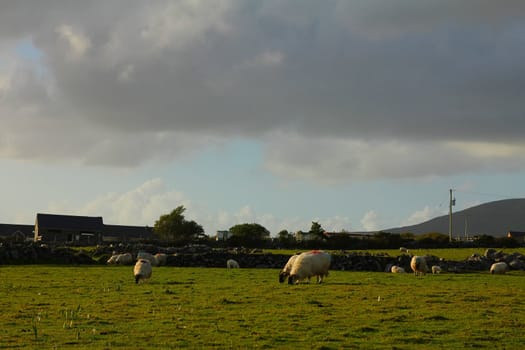 Grassy field and grazing sheep at sunset, Ireland
