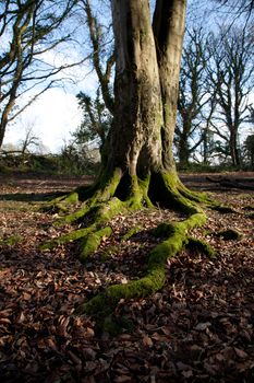 A beech tree with exposed roots on a leaf litter woodland floor.