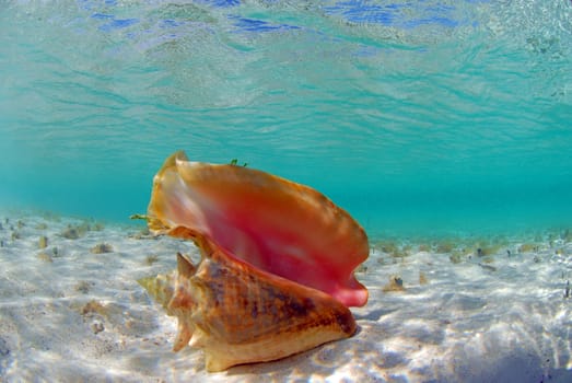 Conch shell in its natural habitat in the ocean