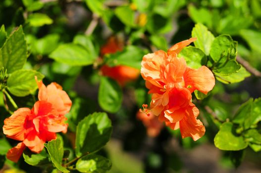 Beautiful bright orange hibiscus flowers on tree