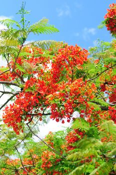 Royal Poinciana red flowering tree (Delonix regia)