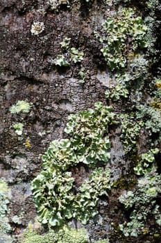 Close up view of Green fungus growth on tree bark in nature