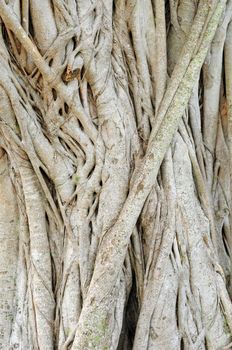 A close up photos of the texture of a ficus tree trunk and roots