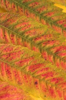 colorful autumn leaves on plain background
