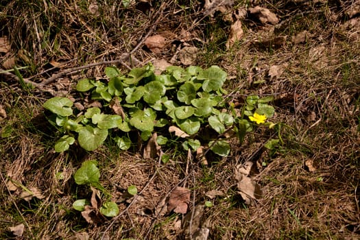Small yellow flower and  green leaves sunny spring day
