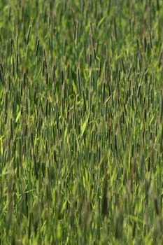 green spring   green  grass in the danish country side 