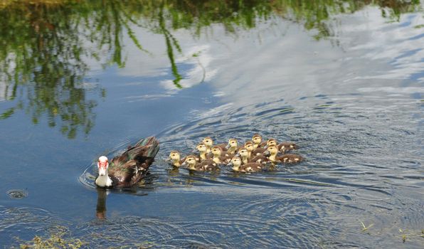 Baby ducks with mother duck swimming in a lake