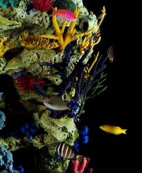 variety of Tropical fish swimming and multicolored coral underwater