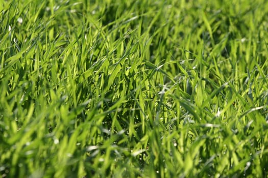 green spring   green  grass in the danish country side 