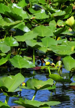 lilies or lily pads in water for scenic view