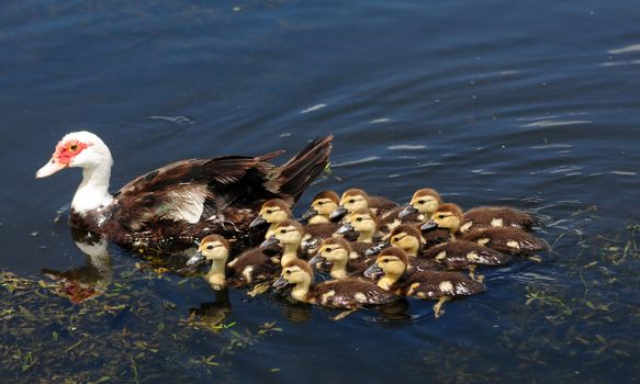 a dozen cute baby ducks with a mother duck