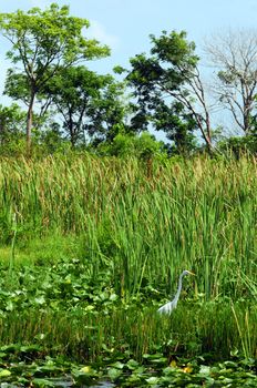 Great Egret (Great White Heron) in natural habitat