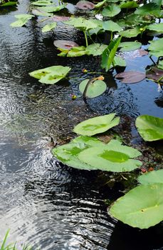 lilies in swamp in florida everglades