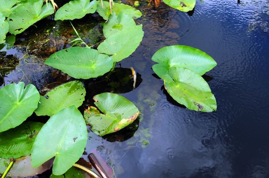 lilies in nature in swamp in the Florida everglades