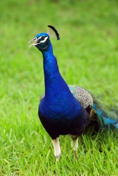 Beautiful Peacock bird outdoors in green grass