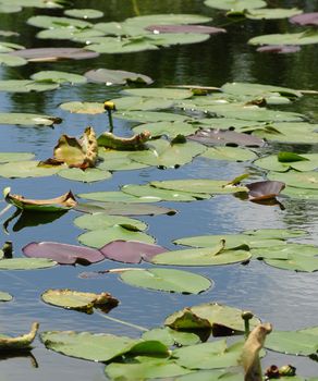 Lily pads floating in fresh water in the florida everglades