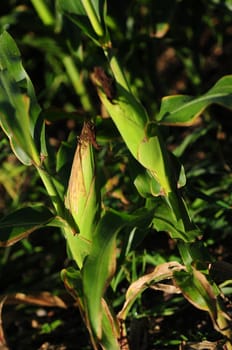 Close up of an ear of corn on cornstalk