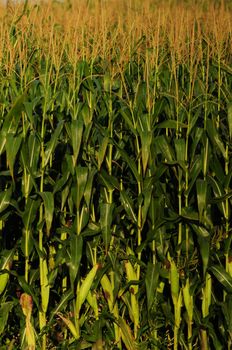 rural farmland with stalks of corn in a field