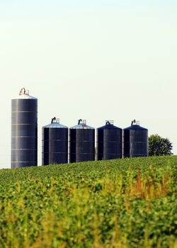 Five silos in a soybean field on farm