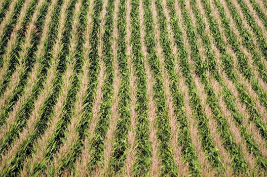 Rows of corn on a farm in the Midwest