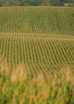 Rows of corn stalks in a cornfield on farm