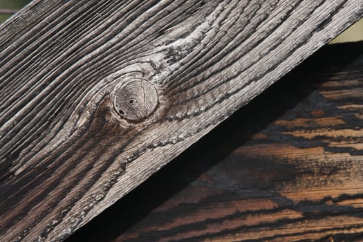 closeup on  tree with typical tree pattern
