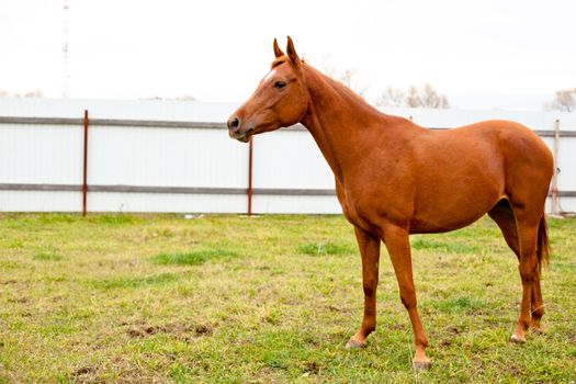 A portrait of red horse
