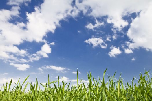 Closeup on green grass with cloudy blue sky