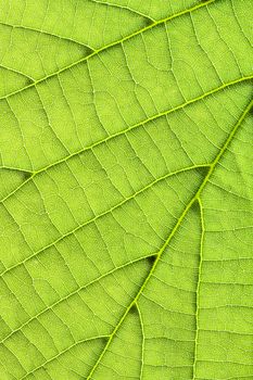 Closeup on fresh, green leaf in vertical frame