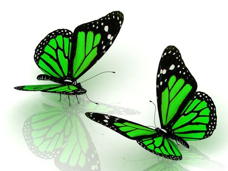 Two charming green butterflies facing each other Isolated on white background. 3D illustration