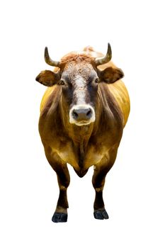 Front view of brown cow isolated on white background