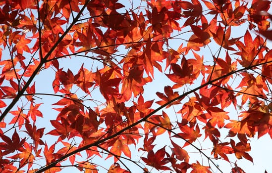 colorful autumn leaves in the afternoon sun
