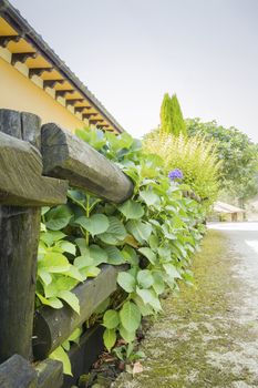 Wooden fence with green shrubs and purple hydrangea