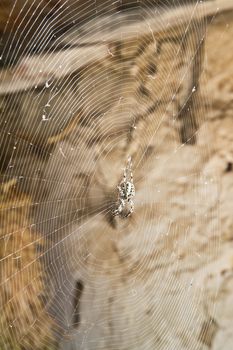 Spider waiting in the center of its web in a barn