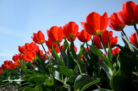 Red tulips in a field of flowers.