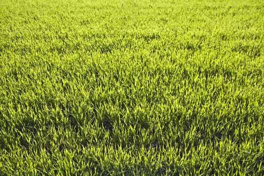 Fresh spring green grass, background for design