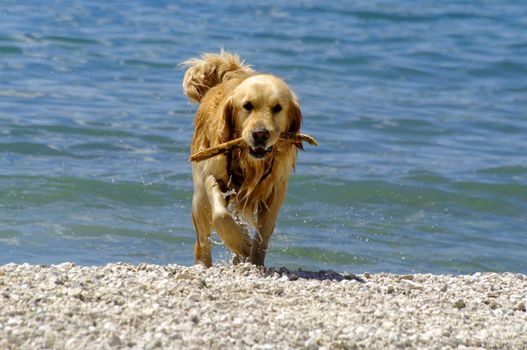 Wet dog with branch in the mouth