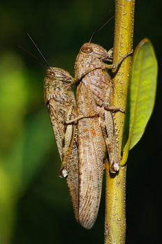 Grasshoppers mating - autumn mating on olive tree