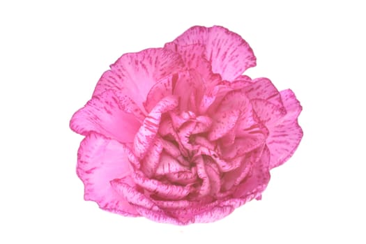 Carnation in close Up