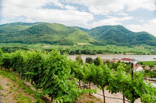 View over vineyard to Danube River, taken in Spitz - Austria