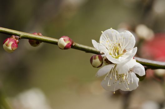 White flowers of a plum tree in spring 