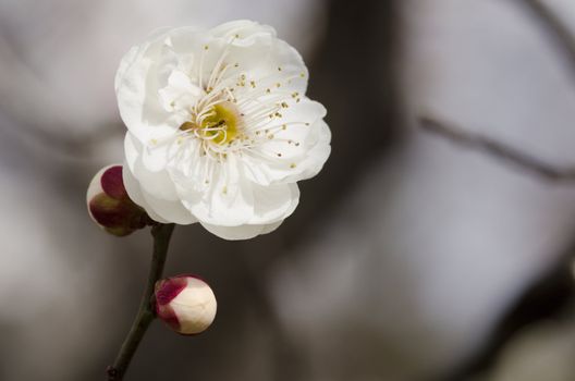 White flowers of a plum tree in spring 