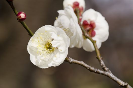 White flowers of a plum tree in spring 