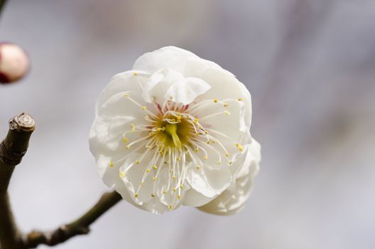 White flowers of a plum tree in spring 