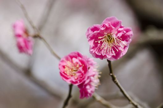 Pink flowers of a plum tree in spring 