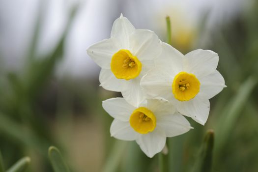 Beautiful yellow daffodil flowers in spring and easter 