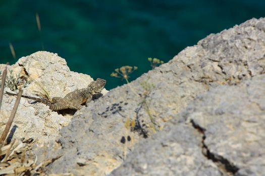 lizard on rock walking slowly seaching for hunting