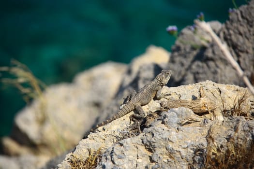 lizard on rock walking slowly seaching for hunting