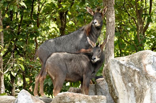 The Sumatran Serow is threatened due to habitat loss and hunting, leading to it being evaluated as vulnerable by the IUCN.
